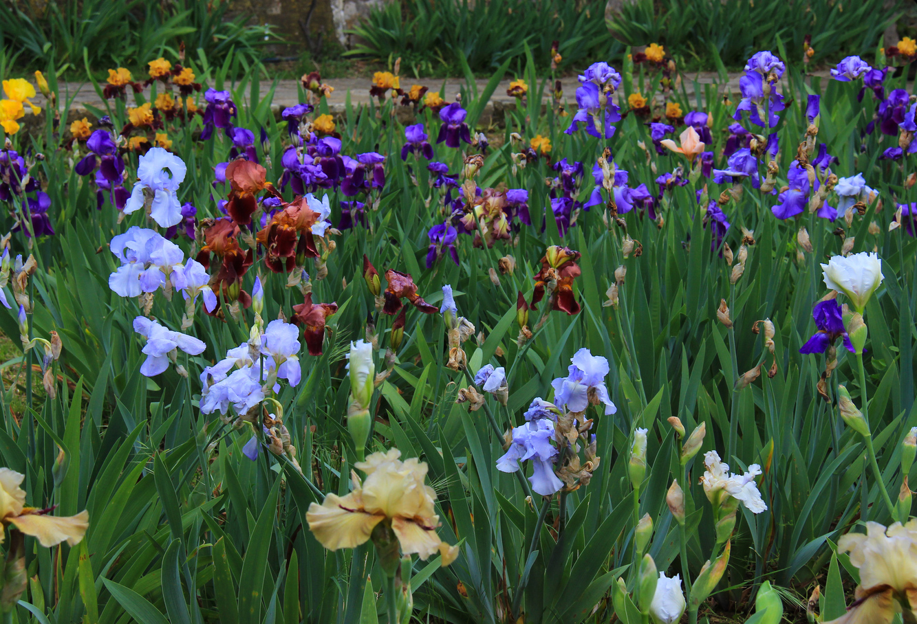 Giardino degli Iris Firenze